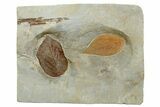 Wide Plate with Two Fossil Leaves (Two Species) - Montana #262554-2
